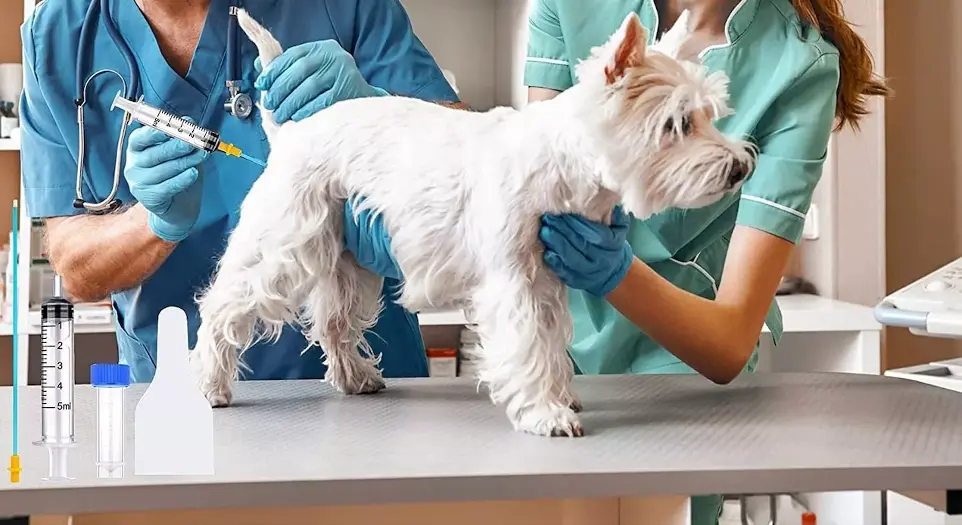 process of dog artificial insemination